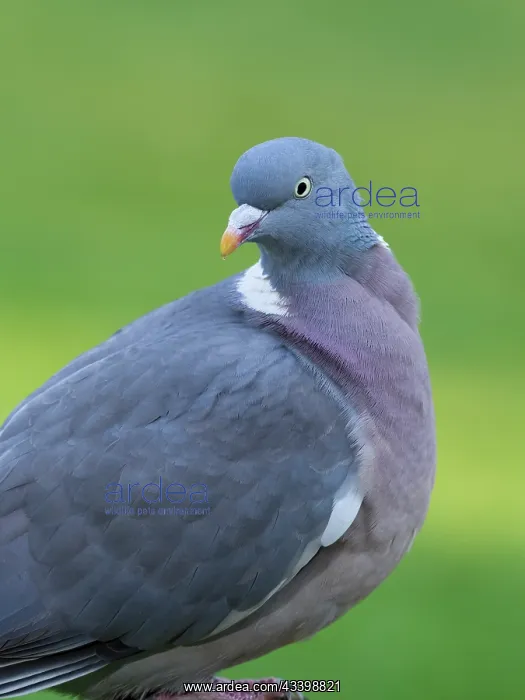 : Pigeon : Pigeon