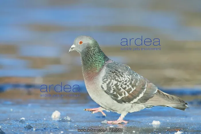 : Pigeon (Columba livia domestica) standing on a frozen : Pigeon (Columba livia domestica) standing on a frozen