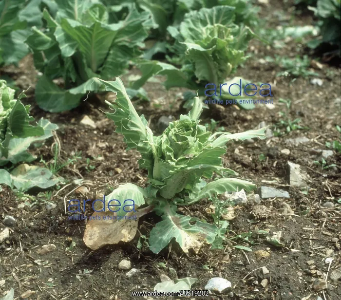 : Pigeon damage to a cabbage plant : Pigeon damage to a cabbage plant