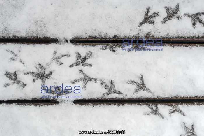 : Pigeon footsteps on snow covered terrace in early s : Pigeon footsteps on snow covered terrace in early s