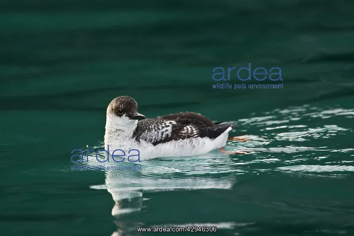  : Pigeon Guillemot
