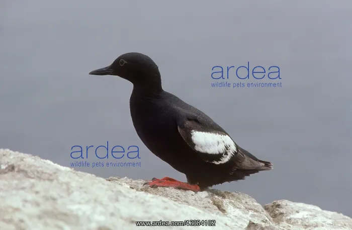 : Pigeon Guillemot : Pigeon Guillemot