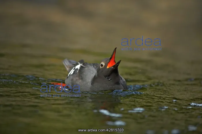 : Pigeon Guillemot - Displaying, showing colourful throat : Pigeon Guillemot - Displaying, showing colourful throat