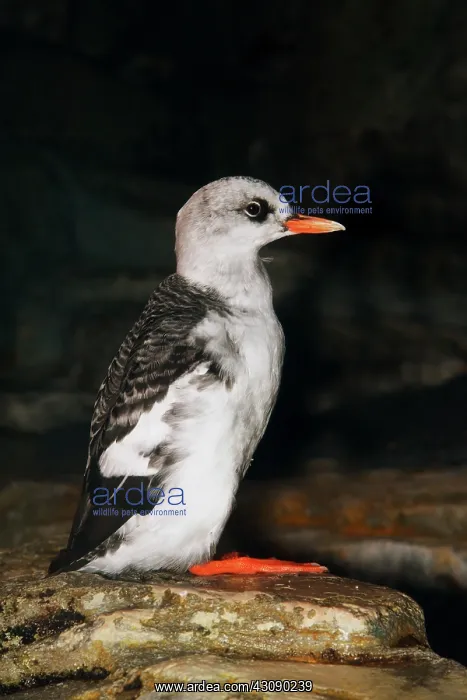 : Pigeon Guillemot Juvenile : Pigeon Guillemot Juvenile
