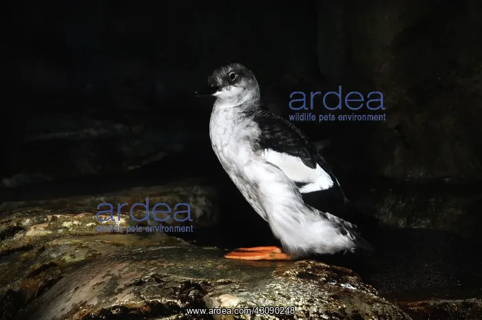: Pigeon Guillemot Juvenile : Pigeon Guillemot Juvenile