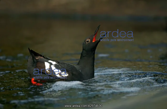 : Pigeon Gulliemot - displaying : Pigeon Gulliemot - displaying