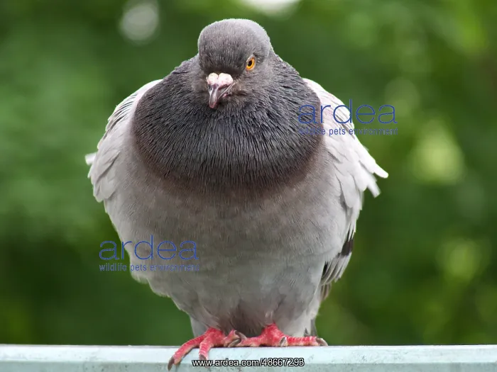 : A pigeon in light and dark grey plumage has fluffed up up : A pigeon in light and dark grey plumage has fluffed up up