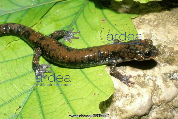 : Pigeon Mountain Salamander : Pigeon Mountain Salamander
