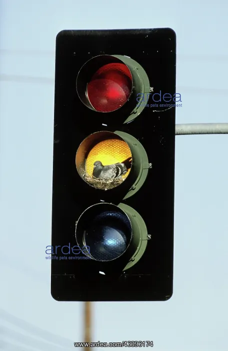 : Pigeon Nesting in Traffic Light : Pigeon Nesting in Traffic Light