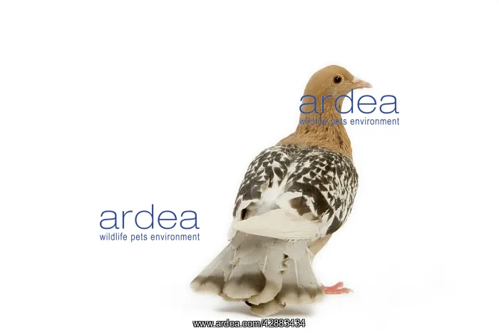  : Pigeon - Nuremberg Lark