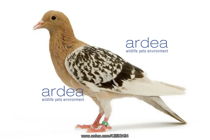  : Pigeon - Nuremberg Lark