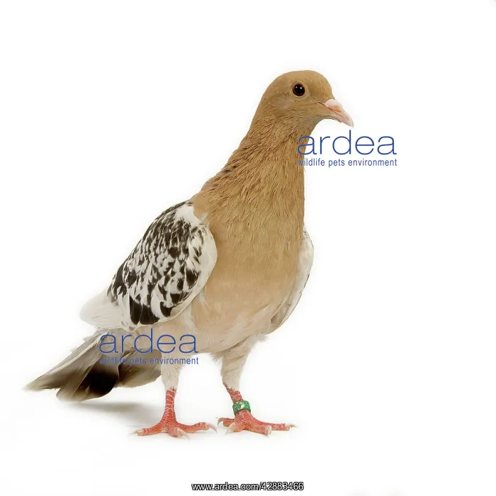  : Pigeon - Nuremberg Lark