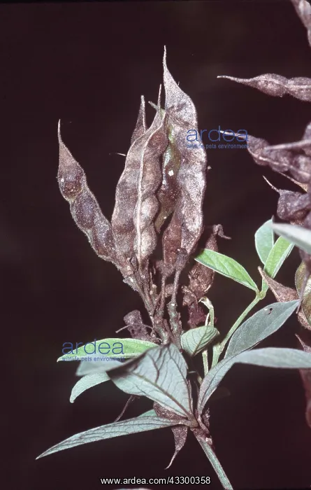 : PIGEON PEA : PIGEON PEA