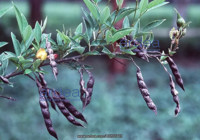 : PIGEON PEAS : PIGEON PEAS