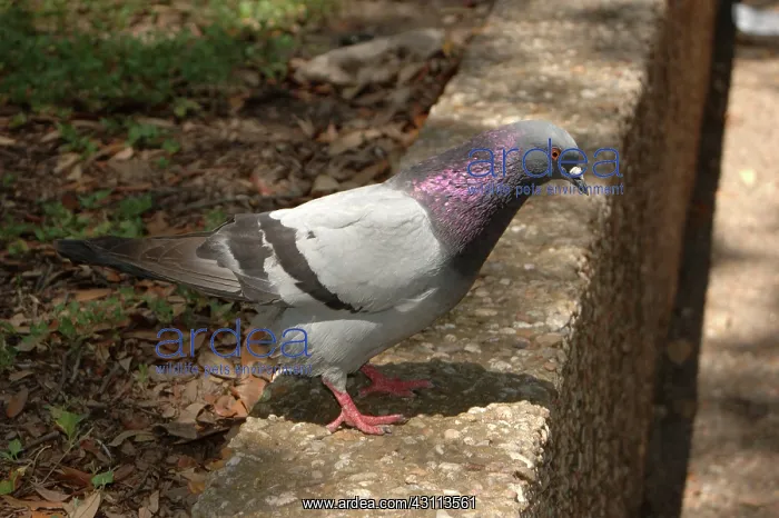  : Pigeon or Rock Dove (Columba livia)