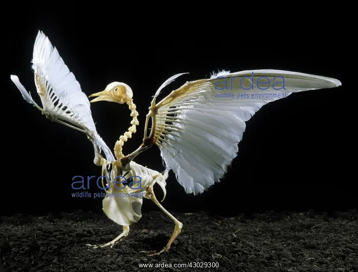  : Pigeon Skeleton