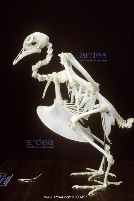 : Pigeon skeleton : Pigeon skeleton