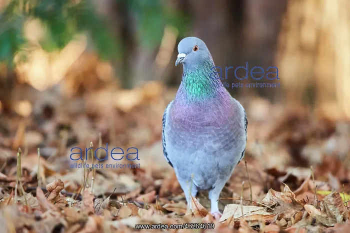 : Pigeons (Columba livia domestica), Bavaria, Germany : Pigeons (Columba livia domestica), Bavaria, Germany