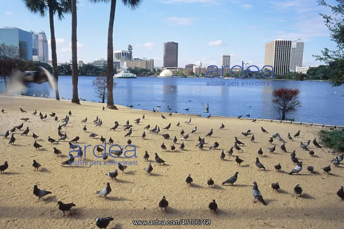 : Pigeons in Eola Park, Orlando : Pigeons in Eola Park, Orlando