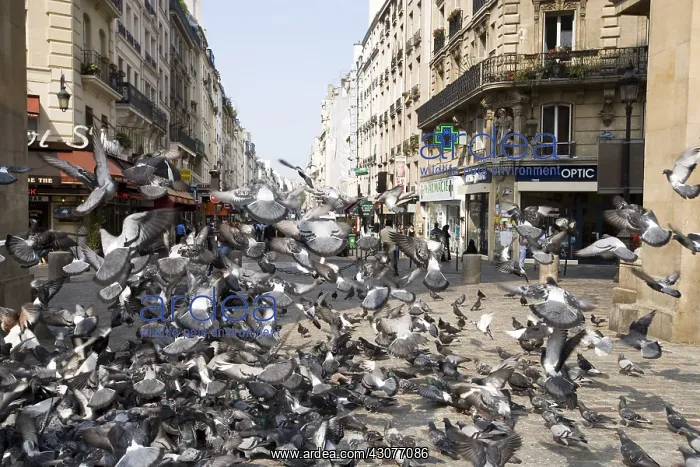 : Pigeons flying away in the streets of Paris France : Pigeons flying away in the streets of Paris France