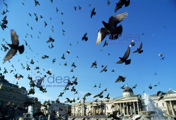 : Pigeons - large flock in Trafalgar Square : Pigeons - large flock in Trafalgar Square
