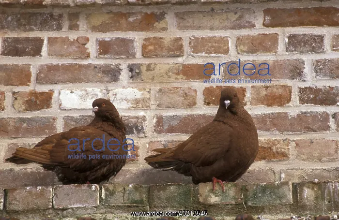 : Pigeons Mondain posed along a wall France : Pigeons Mondain posed along a wall France