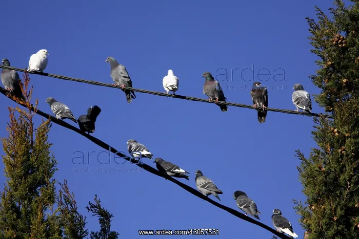 : Pigeons on a wire France : Pigeons on a wire France
