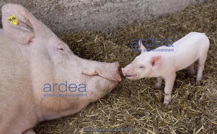 : Piglet approaching his groin to his mother France : Piglet approaching his groin to his mother France