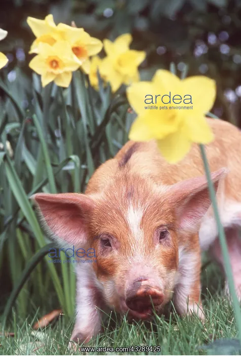 : Piglet - In daffodils : Piglet - In daffodils