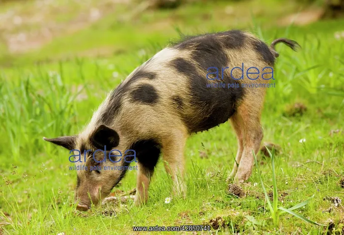 : Piglet foraging in woodland clearing : Piglet foraging in woodland clearing