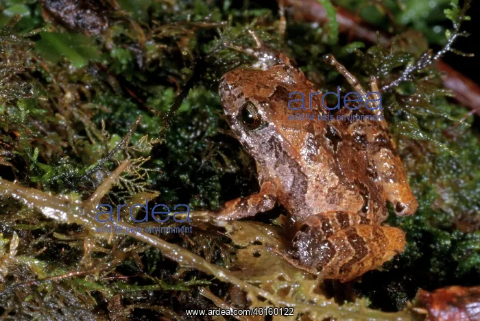 : Piglet Litter Frog : Piglet Litter Frog