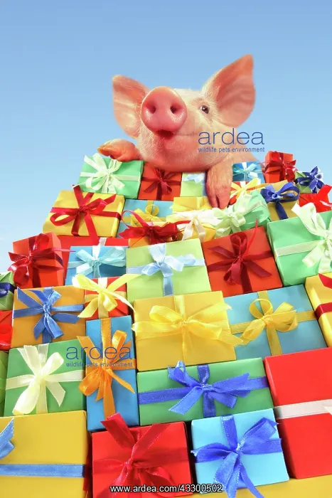 : Piglet lying on a mountain of gifts : Piglet lying on a mountain of gifts