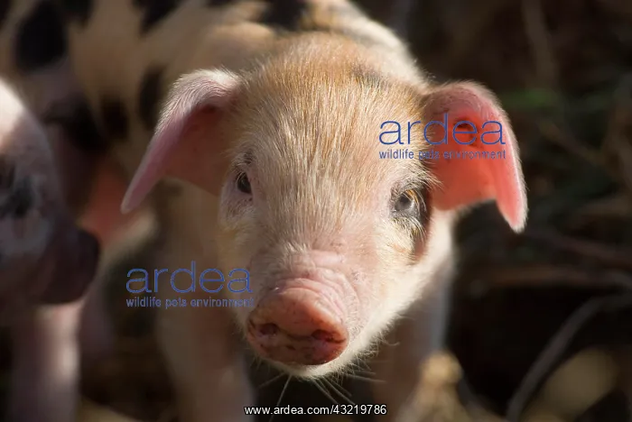  : Piglet - at an organic farm