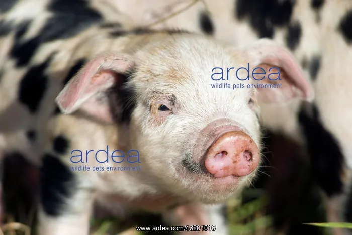 : Piglet (Sus scrofa domestica), on an organic farm : Piglet (Sus scrofa domestica), on an organic farm
