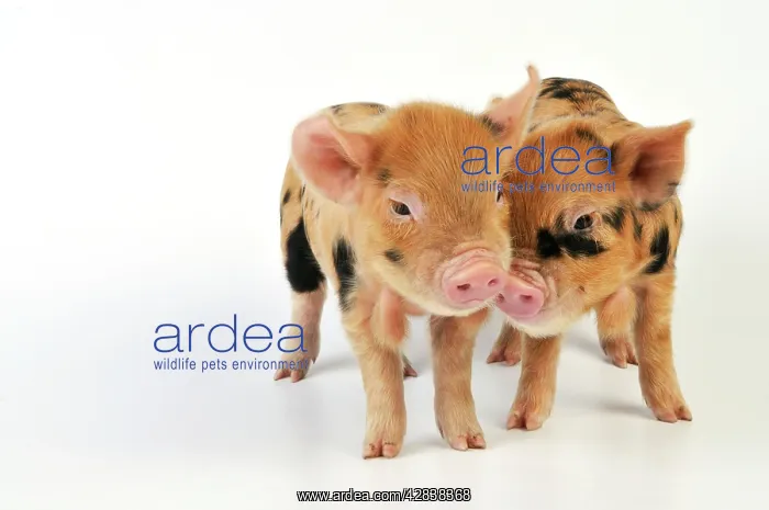  : Piglets. 1 week old Kune Kune piglets