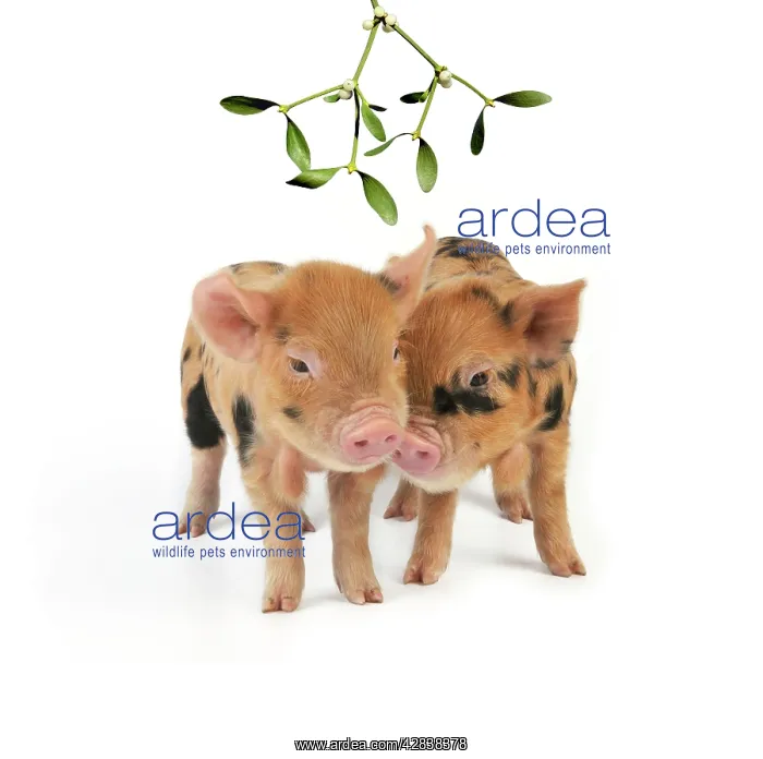 : Piglets. 1 week old Kune Kune piglets under Mistletoe : Piglets. 1 week old Kune Kune piglets under Mistletoe
