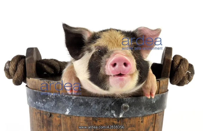  : Piglets. 2 week old Kune Kune piglet in bucket
