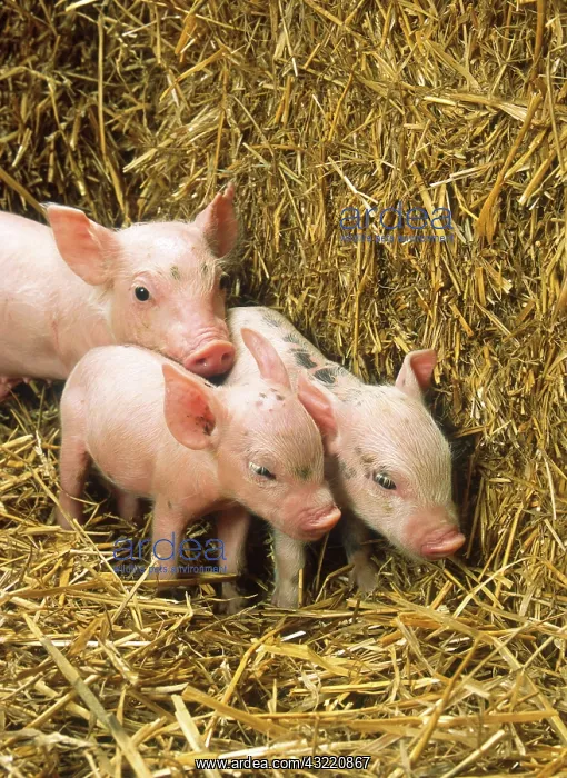 : Piglets are one of the main subjects of ARS animal behaviorists : Piglets are one of the main subjects of ARS animal behaviorists