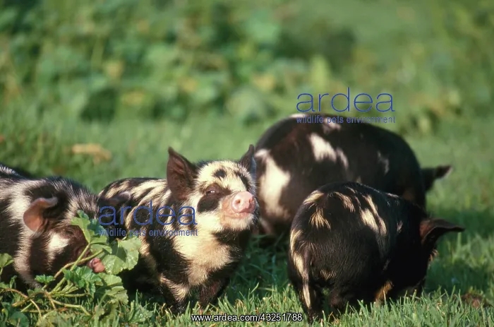 : Piglets. Domestic farmyard piglets. South Africa near Gansbaii : Piglets. Domestic farmyard piglets. South Africa near Gansbaii