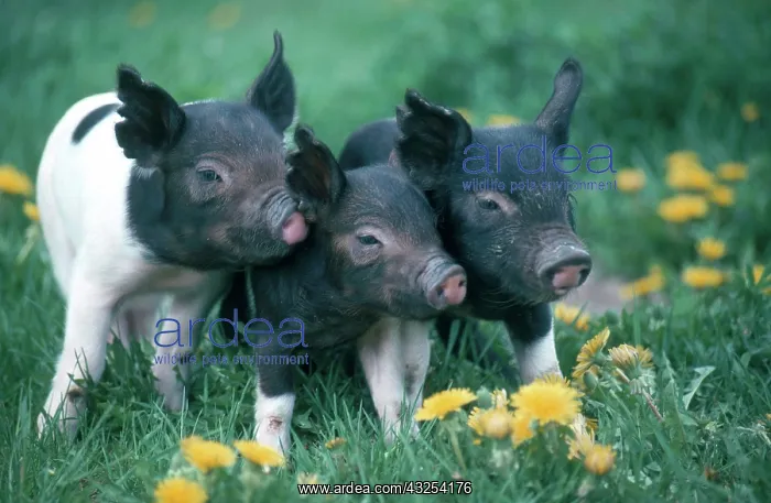 : Piglets. Domestic farmyard piglets. South Africa near Gansbaii : Piglets. Domestic farmyard piglets. South Africa near Gansbaii