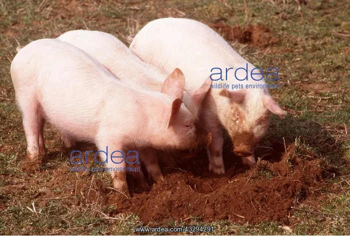 : PIGLETS - DIGGING : PIGLETS - DIGGING