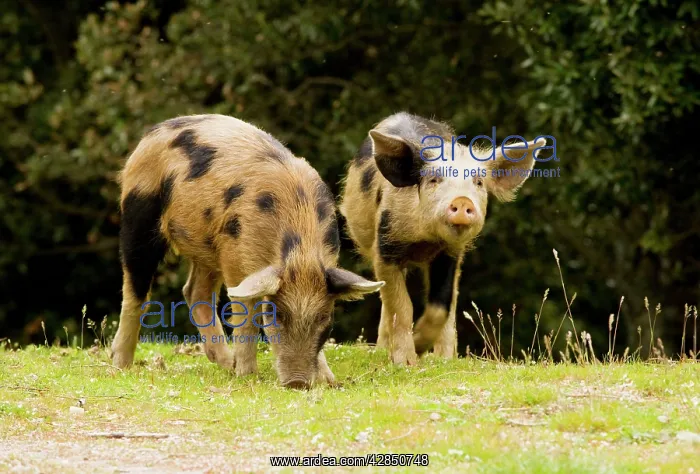 : Piglets foraging in woodland clearing : Piglets foraging in woodland clearing