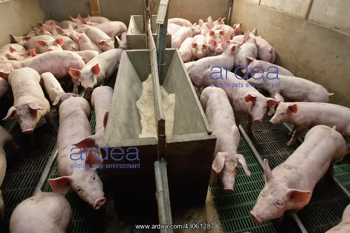 : Piglets in an industrial pig farm France : Piglets in an industrial pig farm France