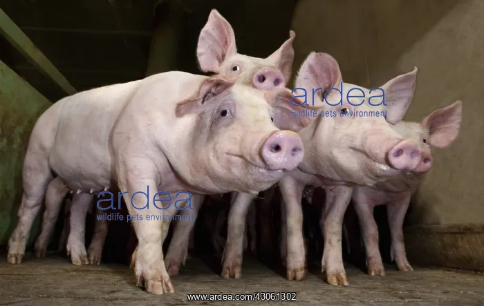 : Piglets in an industrial pig farm France : Piglets in an industrial pig farm France
