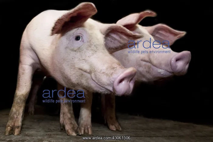 : Piglets in an industrial pig farm France : Piglets in an industrial pig farm France