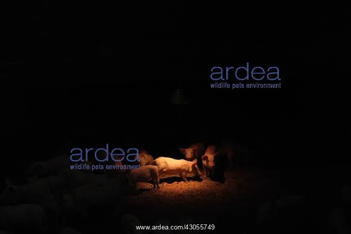 : Piglets under an infra-red lamp in an industrial breeding : Piglets under an infra-red lamp in an industrial breeding