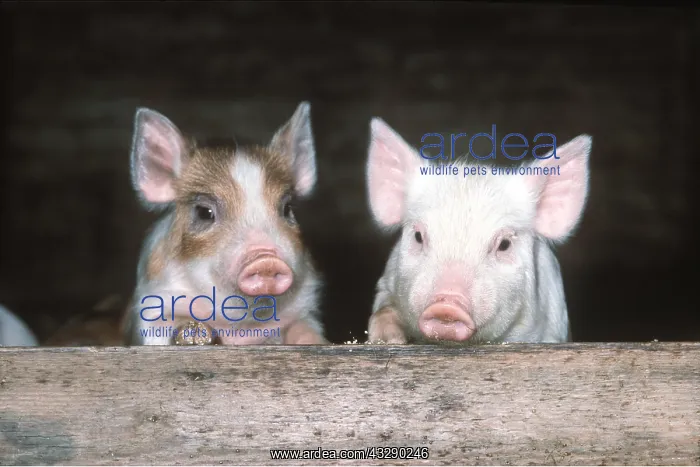 : PIGLETS - LOOKING OUT OF PEN : PIGLETS - LOOKING OUT OF PEN