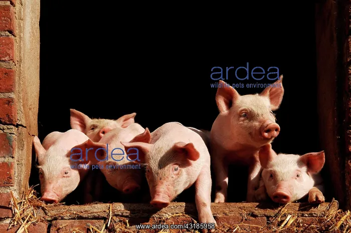 : Piglets - looking out of the stable, Othenstorf : Piglets - looking out of the stable, Othenstorf