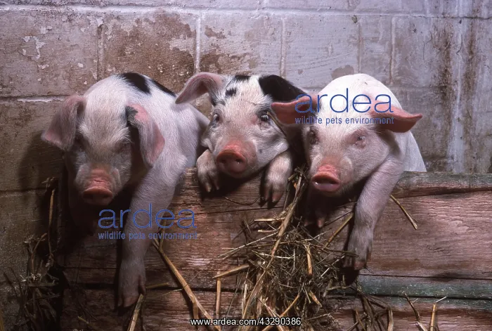 : PIGLETS - Three looking over sty wall : PIGLETS - Three looking over sty wall