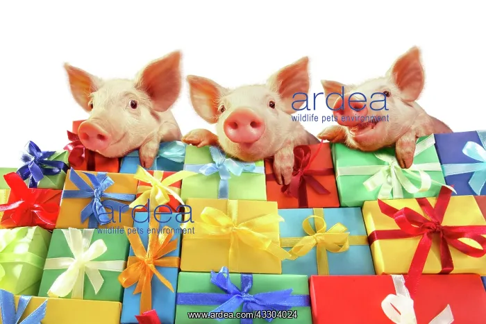 : Three piglets lying on a mountain of gifts : Three piglets lying on a mountain of gifts
